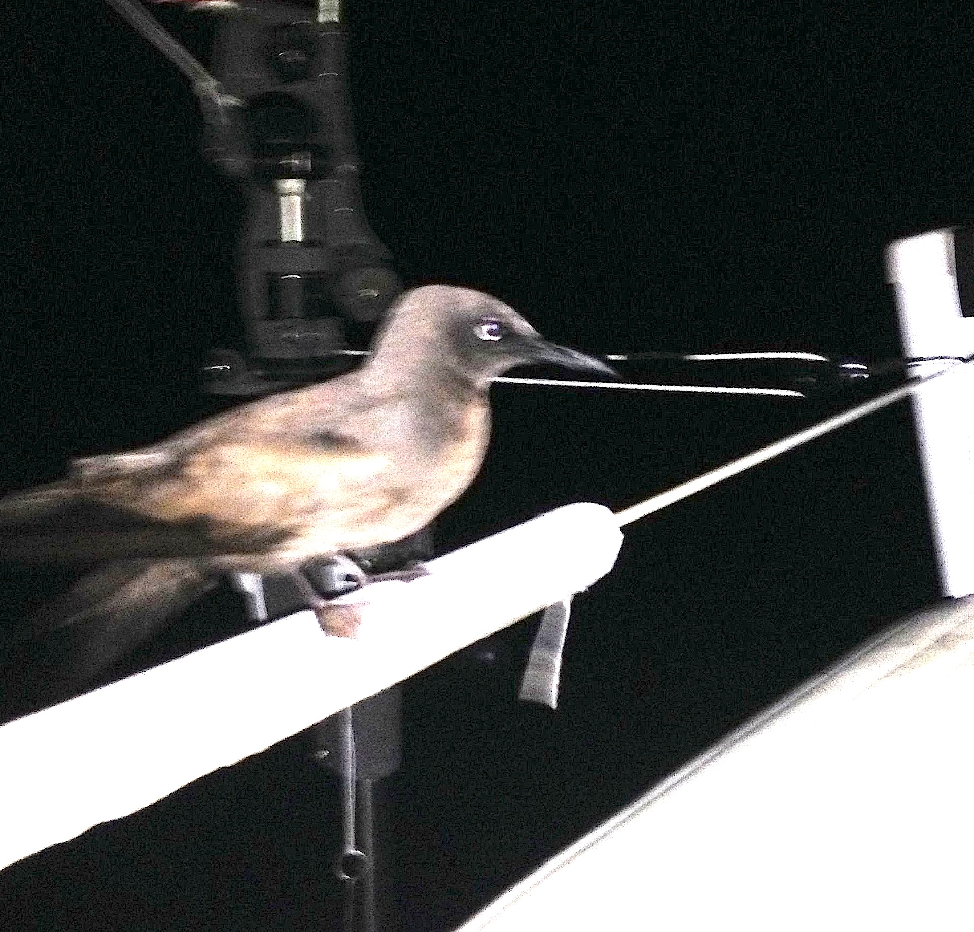 12. Jeff took this great photo while on his night watch. This is the third type of bird which rested on Joyful during this circumnavigation! You can see this bird's sharp beak and webbed feet as it rested on the Joyful's stern near the helmsman's seat.
