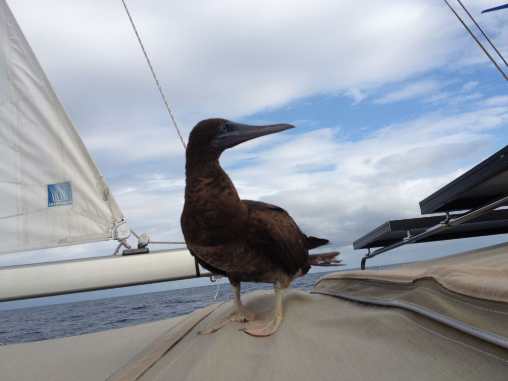 15. A juvenile brown booby on Joyful's bimini wanted you to see his striking profile view of his face!