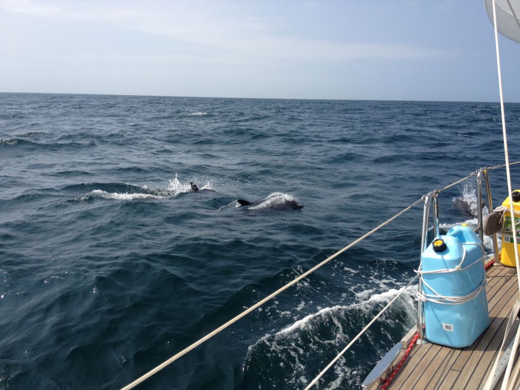 44. Dolphins entertained Joyful's crew.