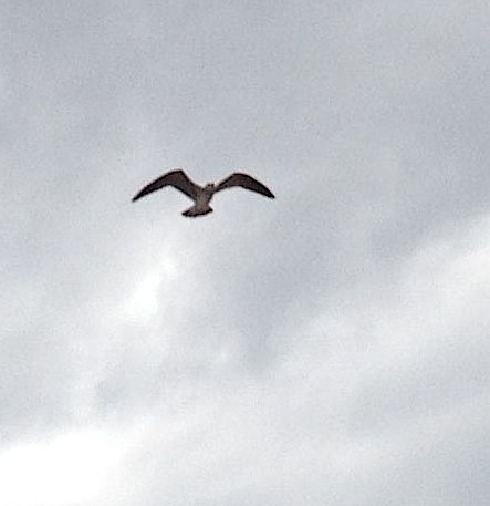 72. A bird flew above Joyful in the upper Miraflores Lock.