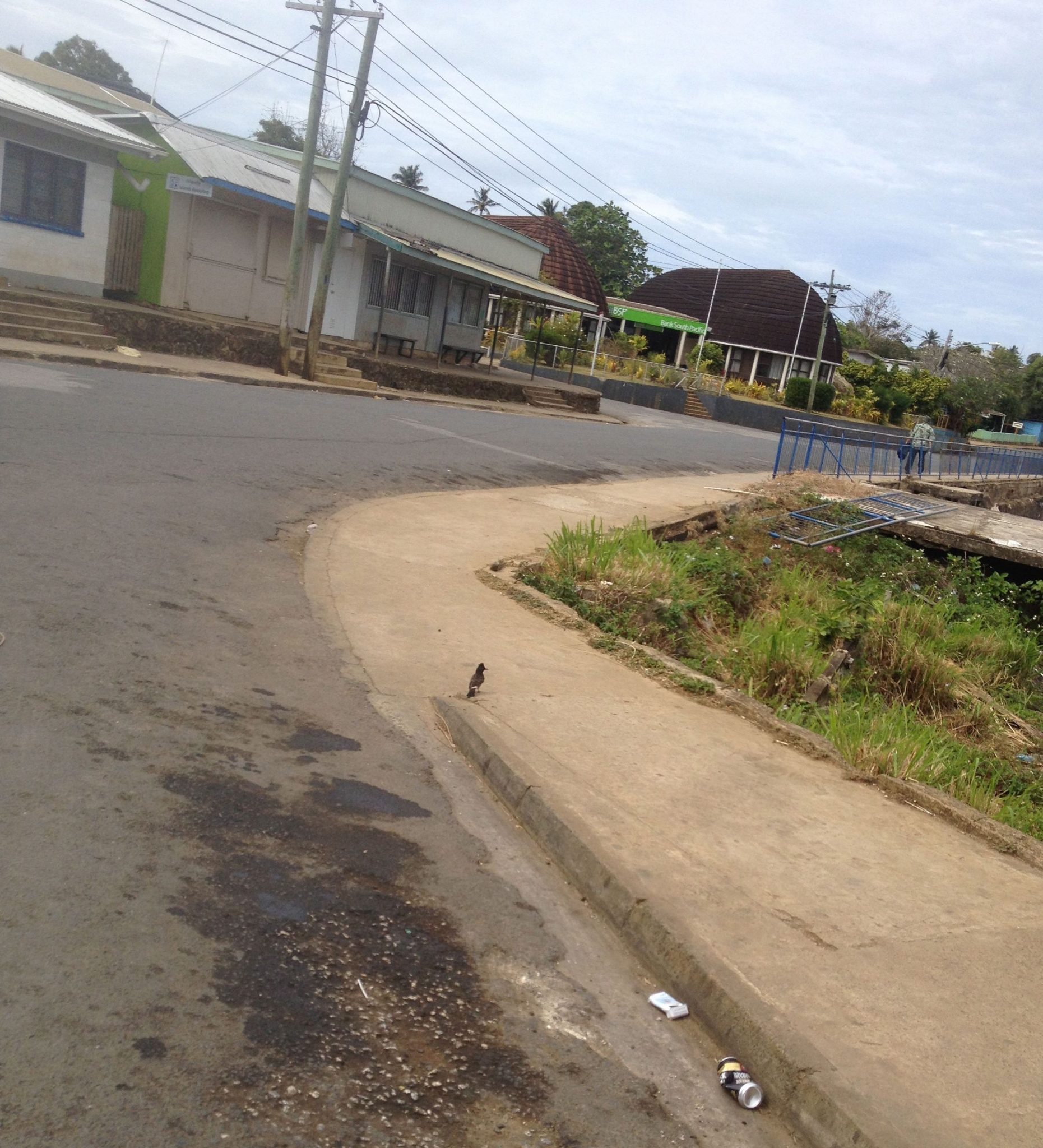 14. After church, Neiafu is almost totally deserted because families get together to have feasts, or people stay home to relax. On the sidewalk is a red vented bulbul, an alien species of bird, surveys the quiet town of Neiafu on this Sunday morning