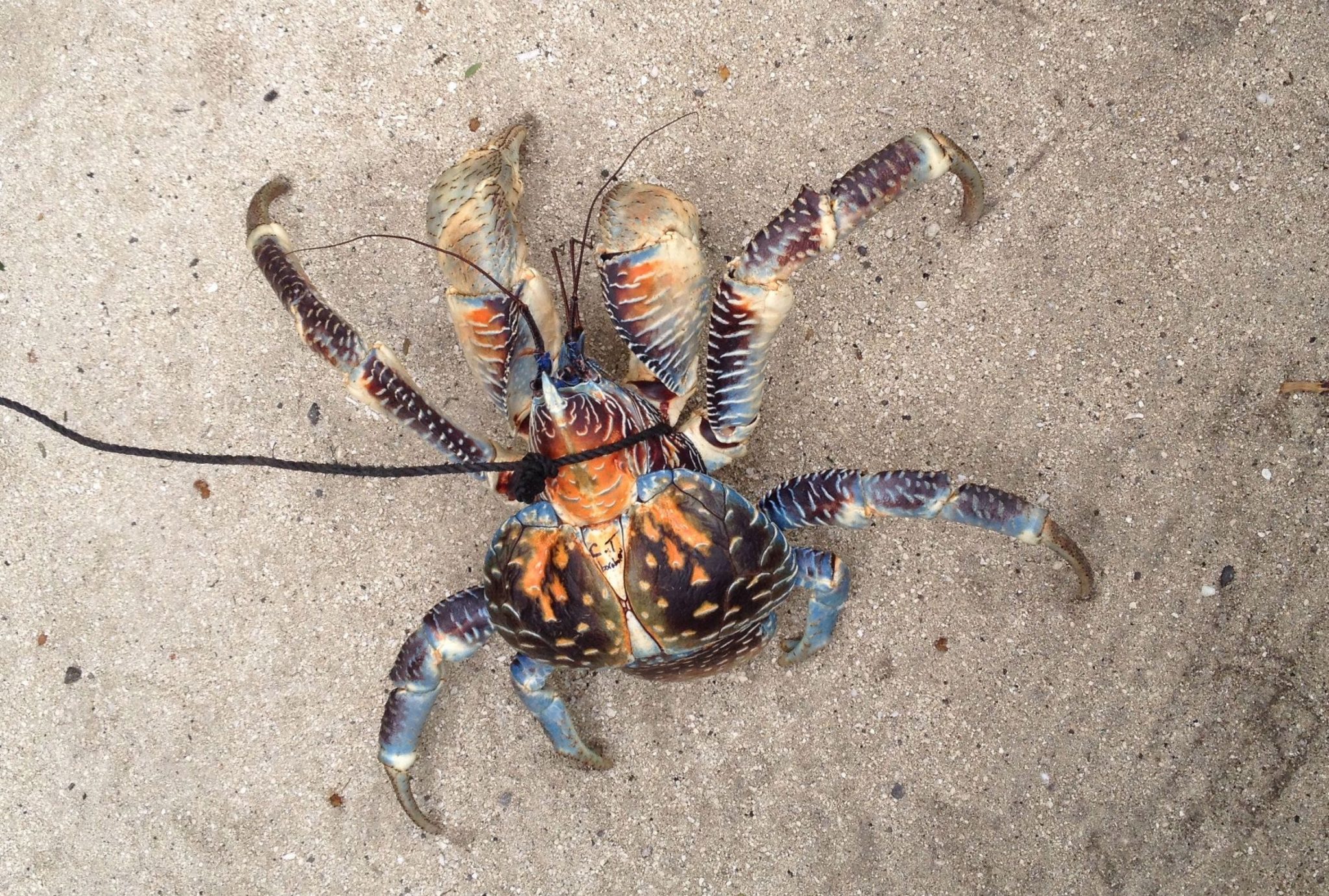 28. The 15 year old pet coconut crab had his name written on his back, C.T. Bora Bora. They enjoy eating coconuts!