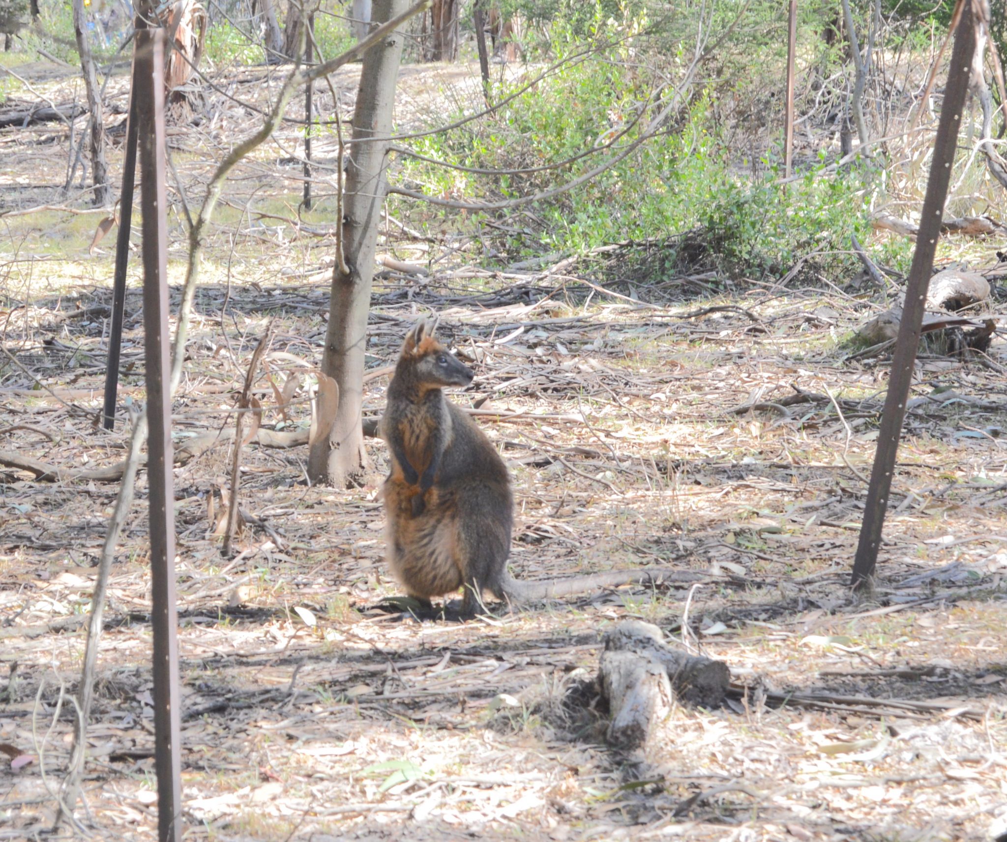 134.8. A wallaby with a joey enjoyed living at the koala naural preserve on Phillip Island on