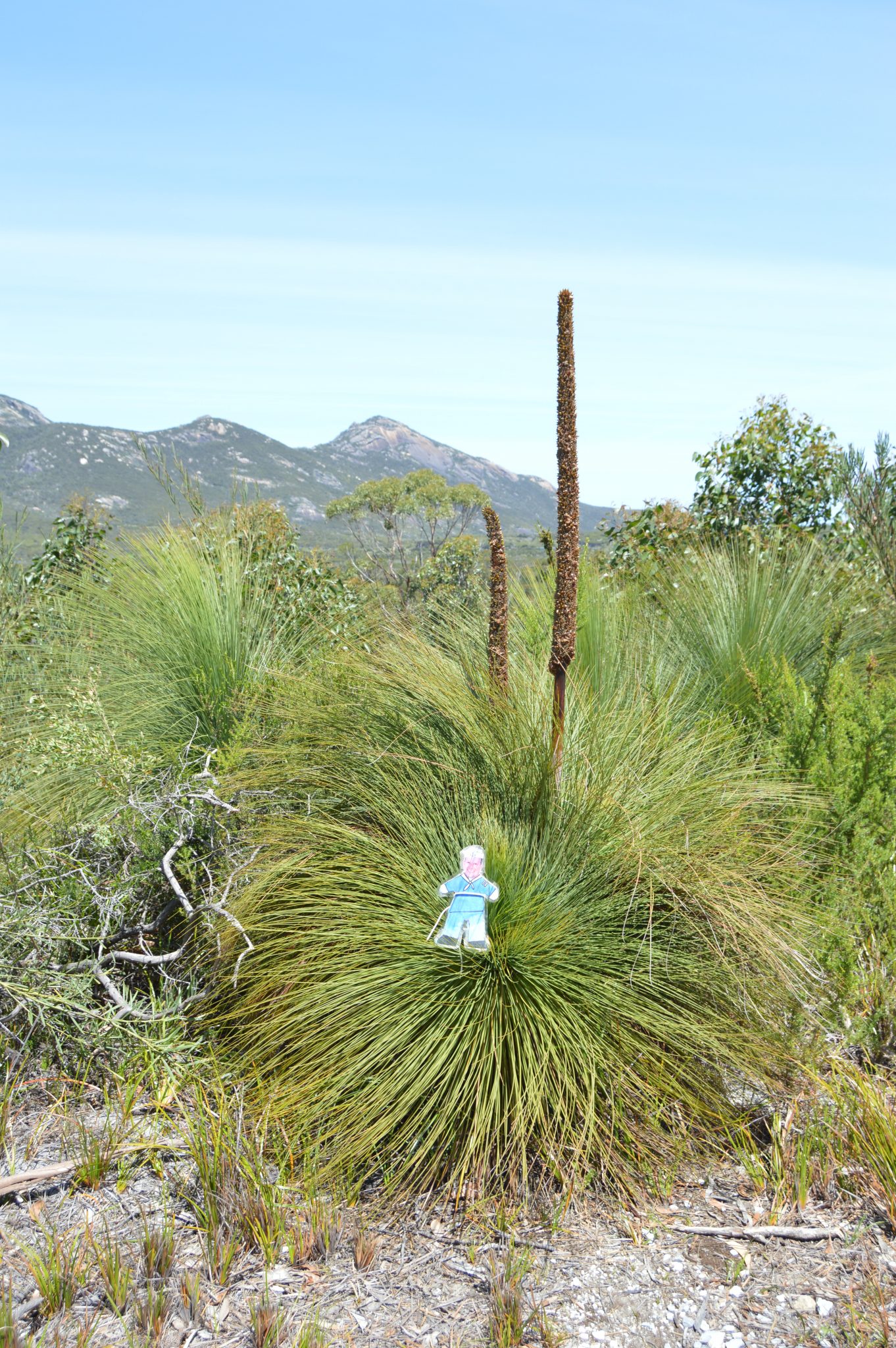 138. Flat Mr. Davis stands next to an Australian Grass Tree, the seeds of which, rainbow lorikeets like to eat. Victoria, Australia, December 2015. We saw Australian Grass Trees also o