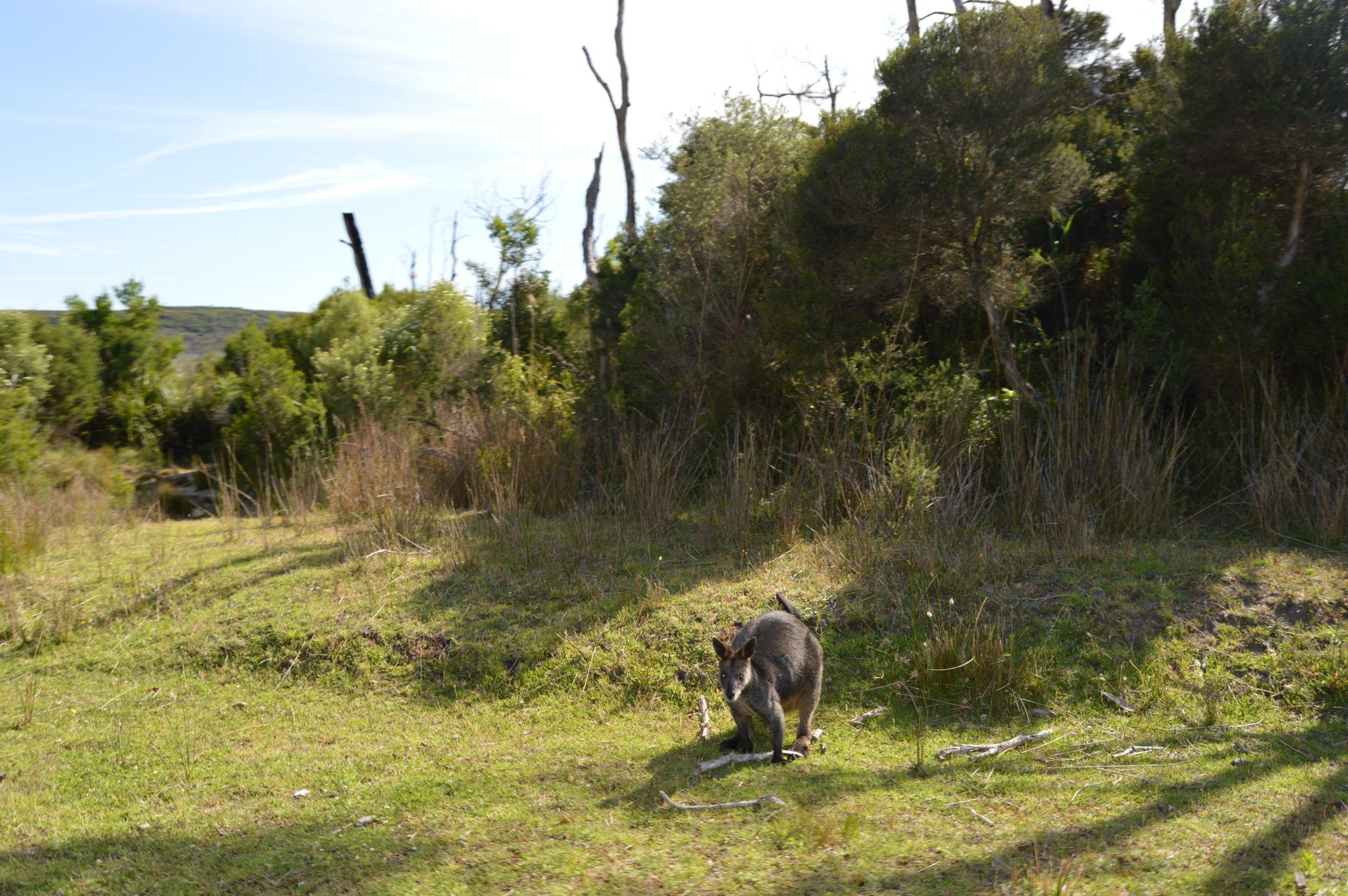 150.1. On the drive back to Phillip Island we saw a kangaroo on the side of the road looking at us