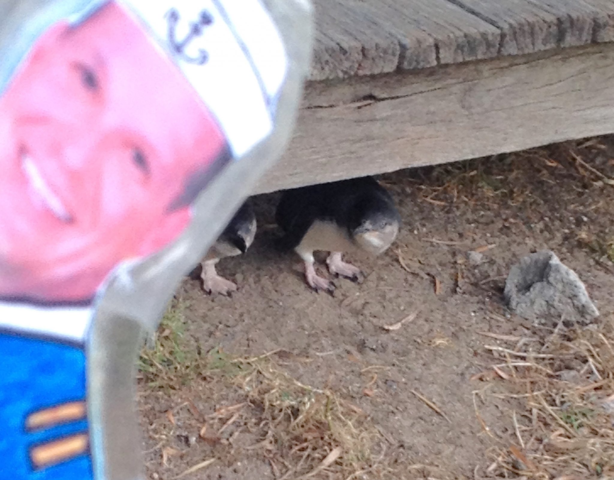154. On the way to the beach, Flat Mr. Davis saw two baby Little Penguins under a boardwalk awaiting their parents to feed them on the Southwest coast of Phillip Island, December 2015