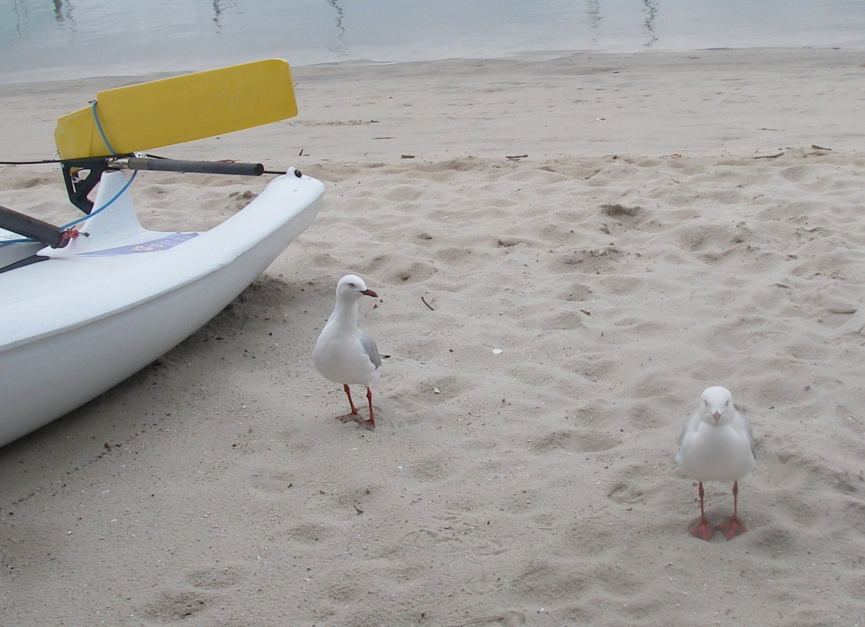 18.5 . Two seagulls stop to have their photo taken in Southport, Australia