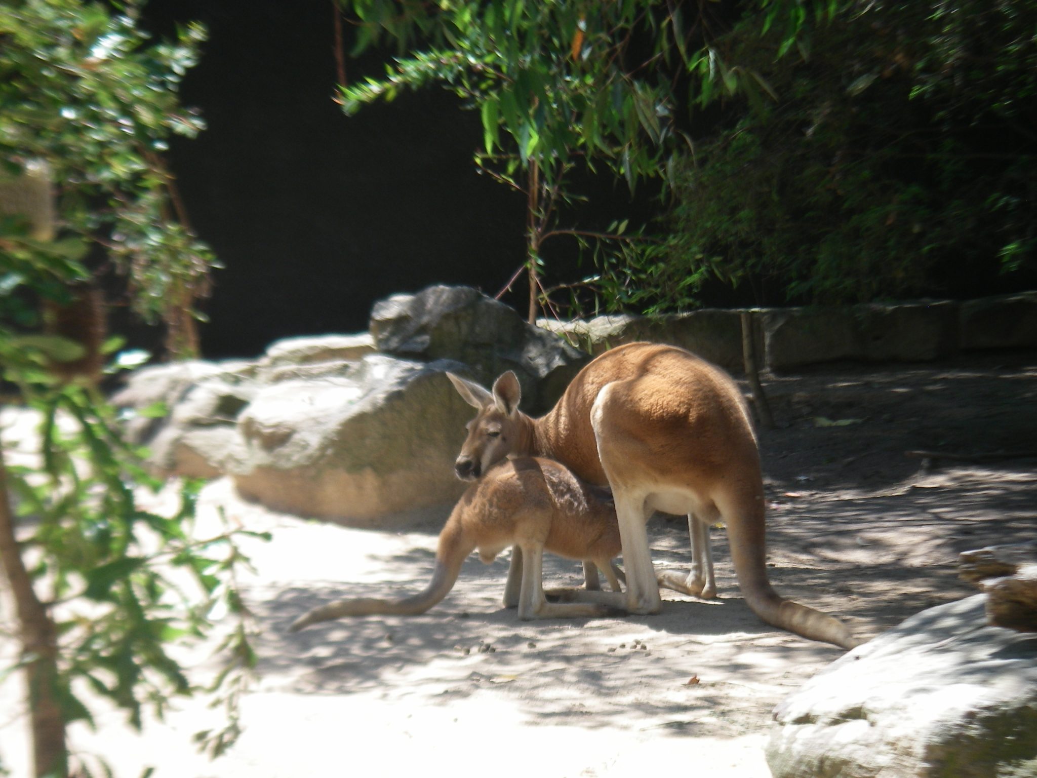 58.3. A mother kangaroo feeds her joey in Sydney at the Taronga Zoo